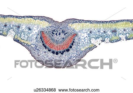 Leaf, light micrograph View Large Photo Image Stock Photo - Leaf, light micrograph. Fotosearch