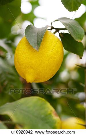 Stock Image - Lemon. Fotosearch