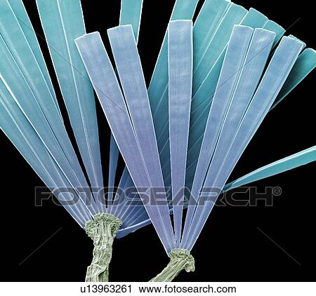 Licmorpha freshwater diatom, SEM View Large Photo Image Stock Image - Licmorpha freshwater diatom, SEM. Fotosearch
