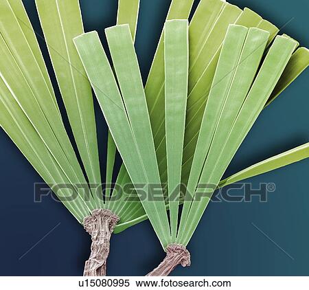 Licmorpha freshwater diatom, SEM View Large Photo Image Stock Photography - Licmorpha freshwater diatom, SEM. Fotosearch