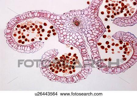 Lily anther, light micrograph View Large Photo Image Picture - Lily anther, light micrograph. Fotosearch