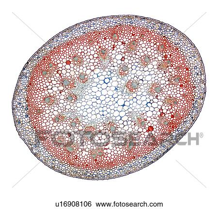 Stock Photograph - Lily stem, light micrograph. Fotosearch