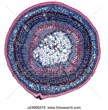 Stock Photo - Lime tree stem, light micrograph. Fotosearch