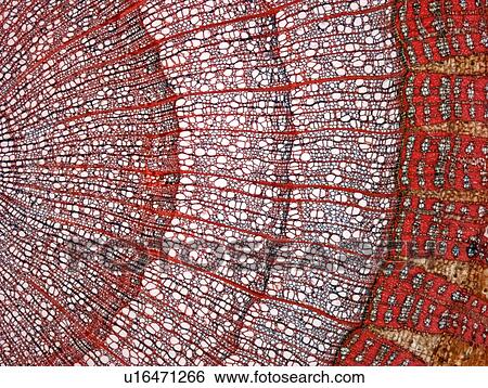 Stock Photograph - Lime tree stem, light micrograph. Fotosearch