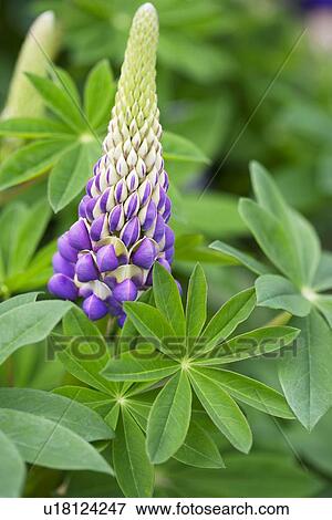 Stock Photo - Lupinus Tom Tom the Piper's Son. Fotosearch
