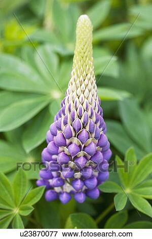 Stock Photo - Lupinus Tom Tom the Piper's Son. Fotosearch