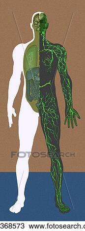 Stock Image - Lymphatic system, artwork. Fotosearch
