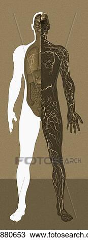 Stock Image - Lymphatic system, artwork. Fotosearch