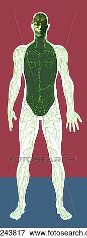 Stock Photo - Lymphatic system, artwork. Fotosearch