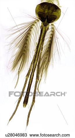Male mosquito head, light micrograph View Large Photo Image Stock Image - Male mosquito head, light micrograph. Fotosearch