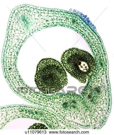 Stock Image - Marsh marigold carpel, light micrograph. Fotosearch