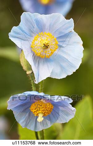 Meconopsis betonicifolia flowers View Large Photo Image Stock Photo - Meconopsis betonicifolia flowers. Fotosearch
