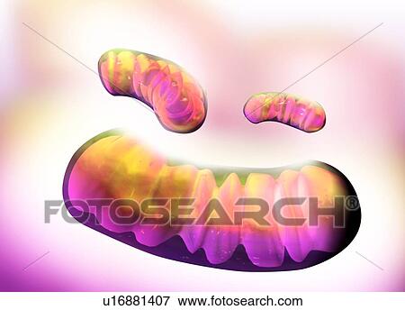 Mitochondria, artwork View Large Photo Image Stock Photo - Mitochondria, artwork. Fotosearch
