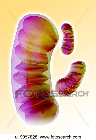 Mitochondria, artwork View Large Photo Image Stock Photo - Mitochondria, artwork. Fotosearch