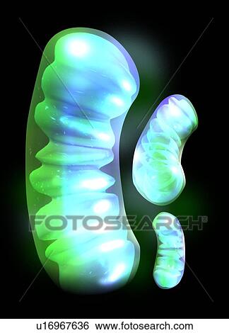 Mitochondria, artwork View Large Photo Image Stock Photograph - Mitochondria, artwork. Fotosearch