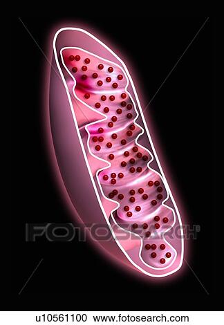 Mitochondrion, artwork View Large Photo Image Stock Image - Mitochondrion, artwork. Fotosearch
