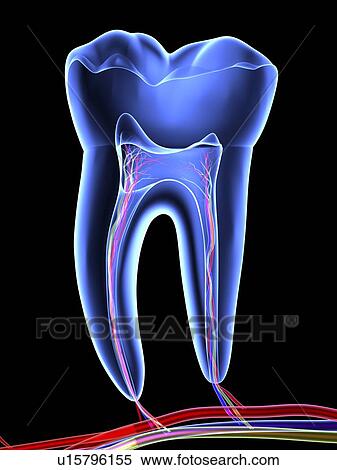 Molar tooth View Large Photo Image Stock Photography - Molar tooth. Fotosearch