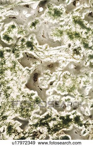 Stock Photo - Moss agate. Fotosearch