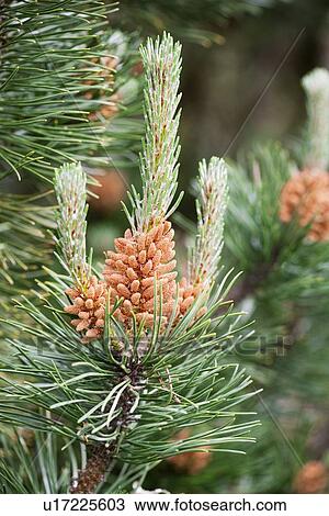 Stock Image - Mugo pine (Pinus mugo). Fotosearch