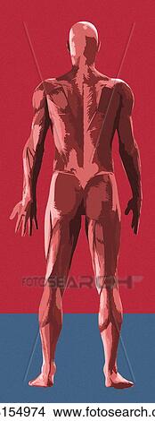 Picture - Musculature, artwork. Fotosearch