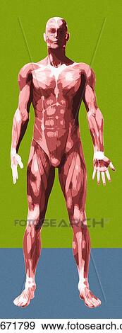 Musculature, artwork View Large Photo Image Stock Photo - Musculature, artwork. Fotosearch