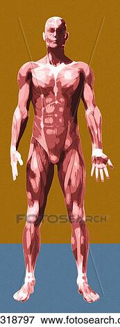 Stock Photo - Musculature, artwork. Fotosearch