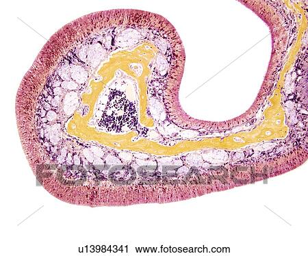 Nasal lining, light micrograph View Large Photo Image Stock Image - Nasal lining, light micrograph. Fotosearch