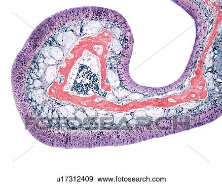 Stock Photo - Nasal lining, light micrograph. Fotosearch