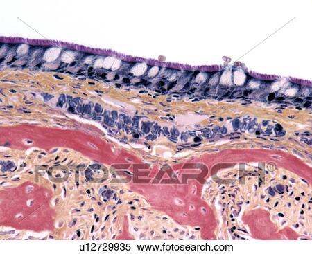 Nasal lining, light micrograph View Large Photo Image Stock Photography - Nasal lining, light micrograph. Fotosearch