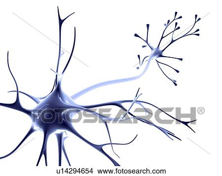 Picture - Nerve cell. Fotosearch