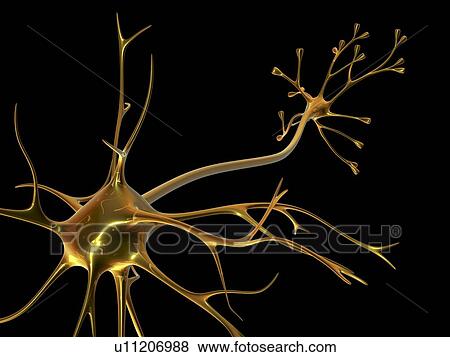 Stock Photo - Nerve cell. Fotosearch