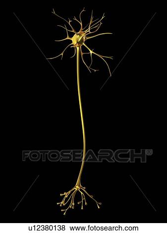 Stock Photo - Nerve cell. Fotosearch