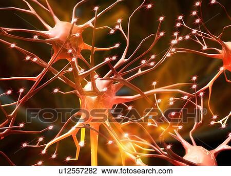 Nerve cells, artwork View Large Photo Image Stock Image - Nerve cells, artwork. Fotosearch