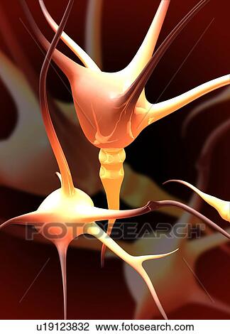 Nerve cells, artwork View Large Photo Image Stock Image - Nerve cells, artwork. Fotosearch