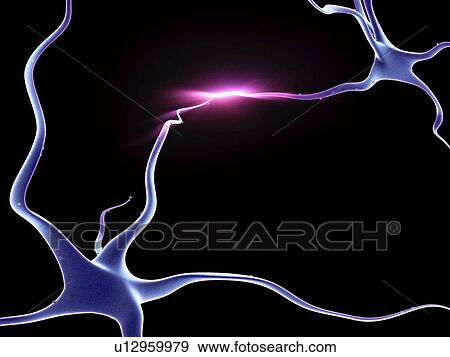 Nerve cells, neurons connected View Large Photo Image Stock Photo - Nerve cells, neurons connected. Fotosearch