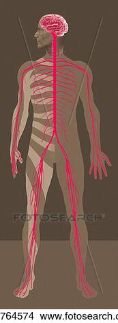 Picture - Nervous system, artwork. Fotosearch