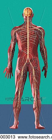 Nervous system, artwork View Large Photo Image Stock Image - Nervous system, artwork. Fotosearch