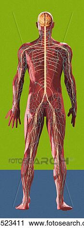 Stock Image - Nervous system, artwork. Fotosearch