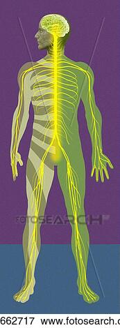 Nervous system, artwork View Large Photo Image Stock Photo - Nervous system, artwork. Fotosearch
