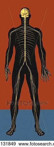 Nervous system, artwork View Large Photo Image Stock Photo - Nervous system, artwork. Fotosearch
