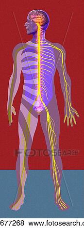 Nervous system, artwork View Large Photo Image Stock Photo - Nervous system, artwork. Fotosearch