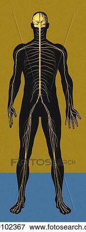 Stock Photo - Nervous system, artwork. Fotosearch