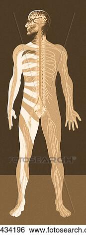 Nervous system, artwork View Large Photo Image Stock Photograph - Nervous system, artwork. Fotosearch