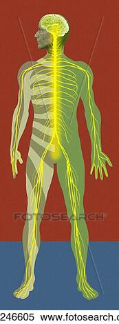 Nervous system, artwork View Large Photo Image Stock Photography - Nervous system, artwork. Fotosearch