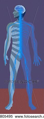 Nervous system, artwork View Large Photo Image Stock Photography - Nervous system, artwork. Fotosearch