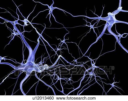 Neural network, computer artwork View Large Photo Image Stock Image - Neural network, computer artwork. Fotosearch