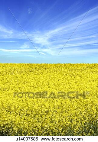 Stock Photography - Oilseed rape crop. Fotosearch