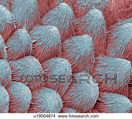 Picture - Orchid petal, SEM. Fotosearch