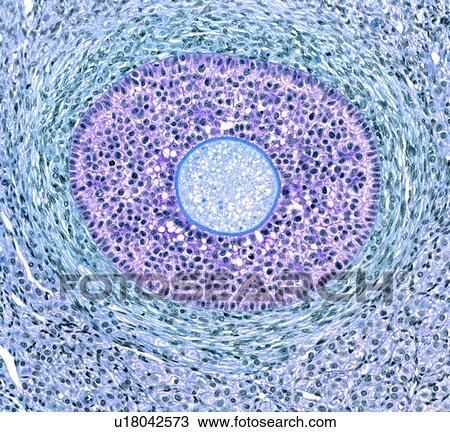 Ovarian follicle, light micrograph View Large Photo Image Stock Image - Ovarian follicle, light micrograph. Fotosearch