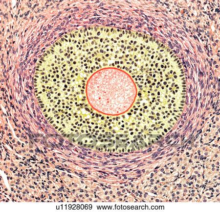 Stock Photo - Ovarian follicle, light micrograph. Fotosearch